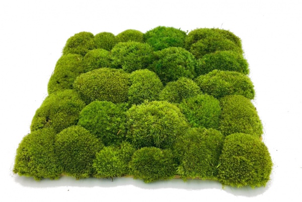 Pre-made Pillow Moss / Bun Moss Panel 30x30 cm (12''x12'') Pillow Moss Tile | color - light green